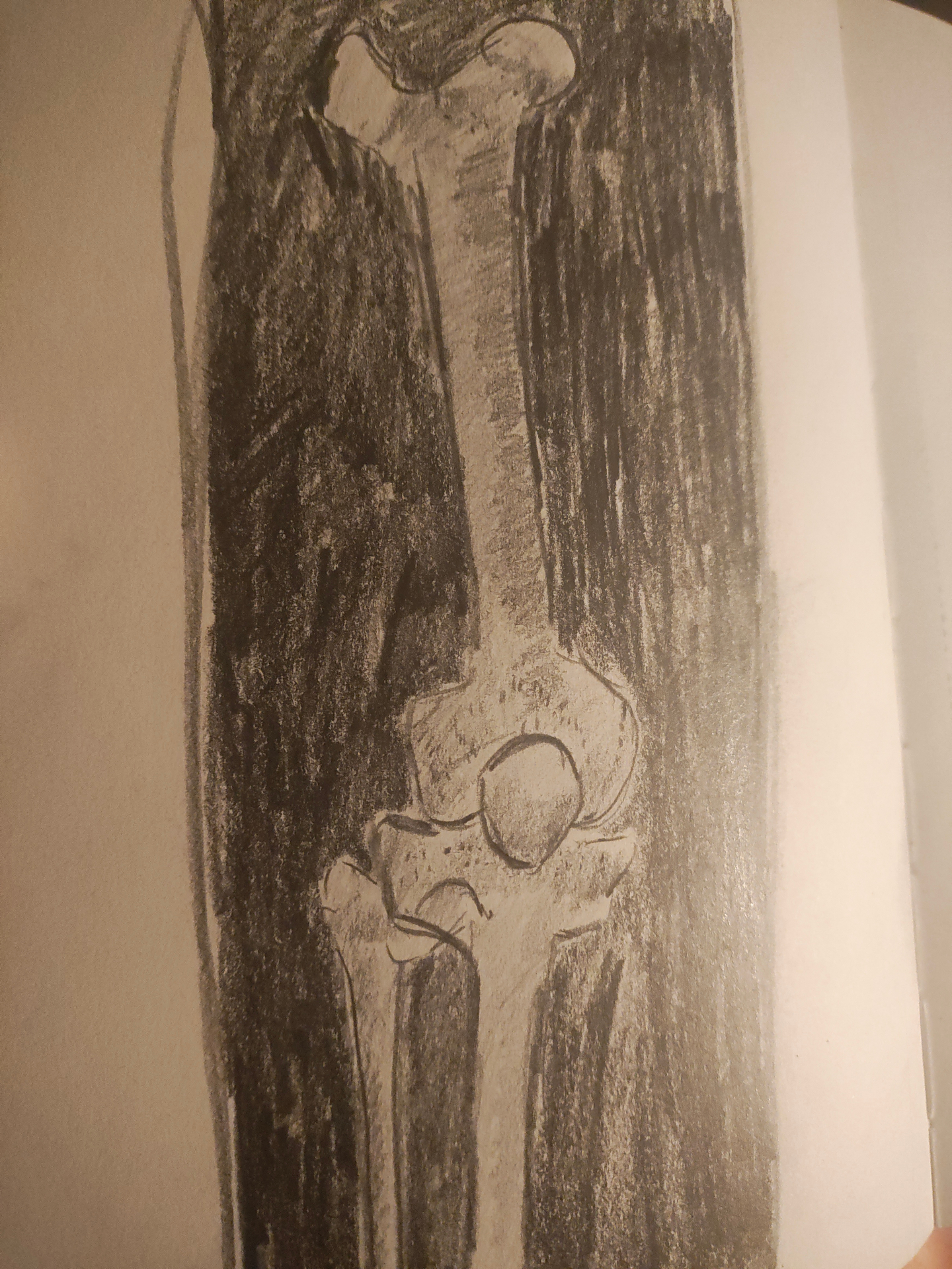 Bone anatomy study by Cassie Strickland